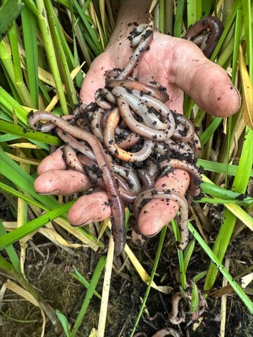 Een hand vol met Canadian Nightcrawlers (dauwwormen) vastgehouden tussen groene planten.