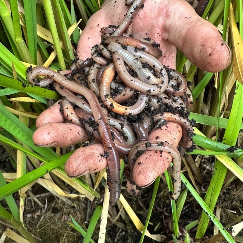 Een hand vol met Canadian Nightcrawlers (dauwwormen) vastgehouden tussen groene planten.
