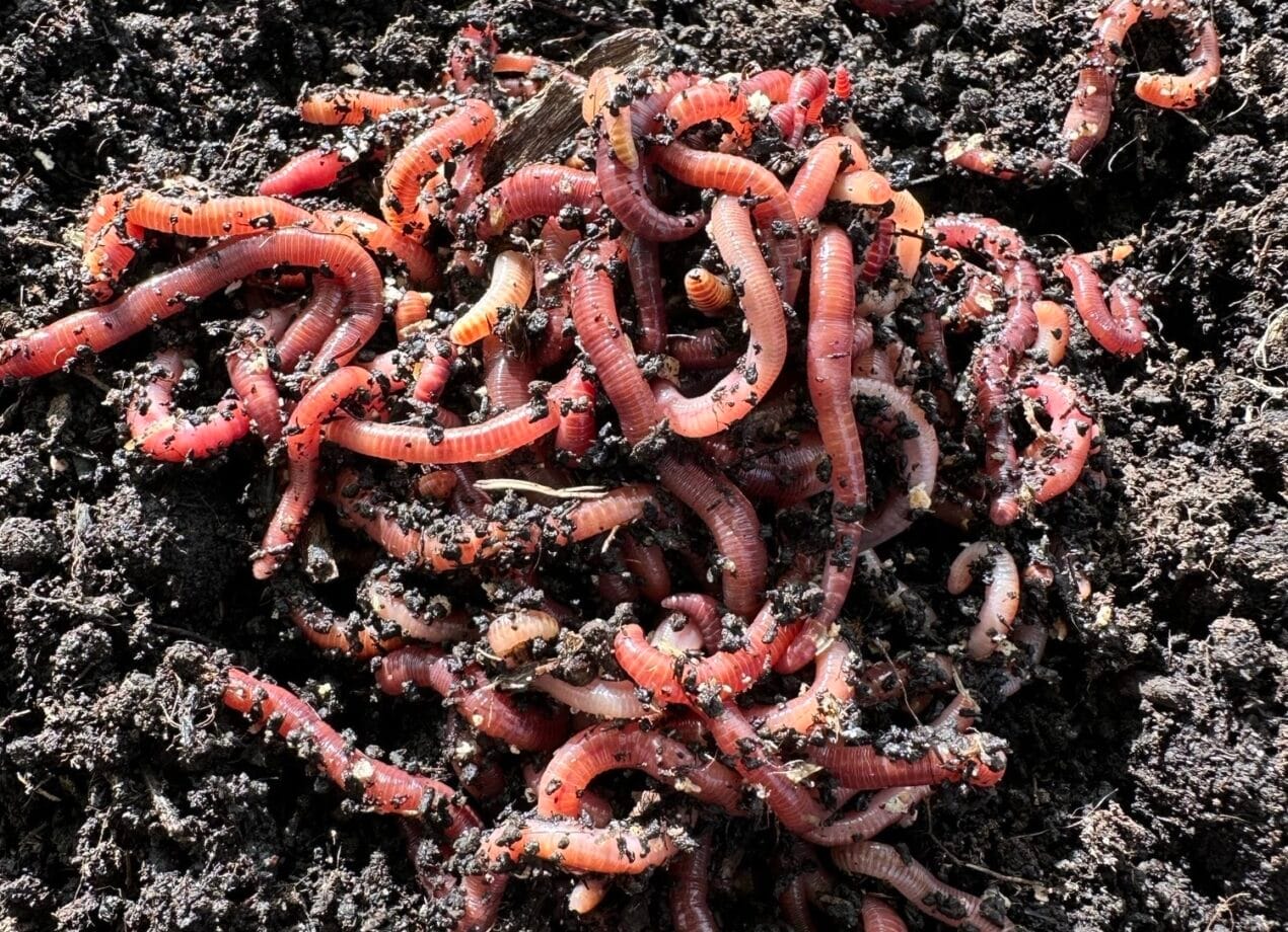 Rode compostwormen op vochtige compostgrond.