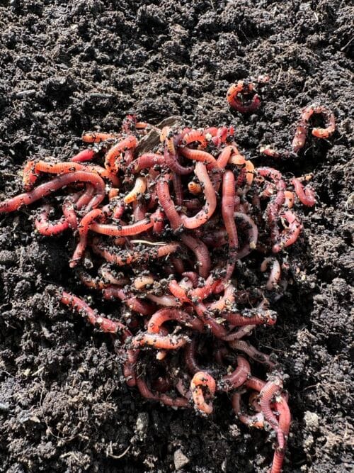 Rode compostwormen op vochtige compostgrond.