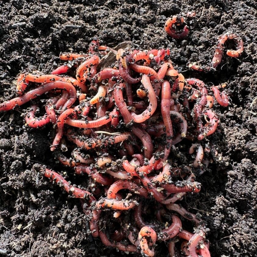 Rode compostwormen op vochtige compostgrond.