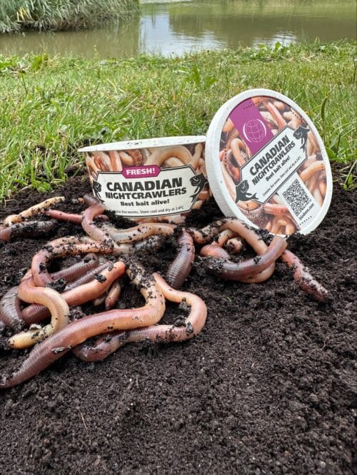 Er liggen dauwwormen op donkere grond voor een wit met roze bakje waar Canadian Nightcrawlers op staat.