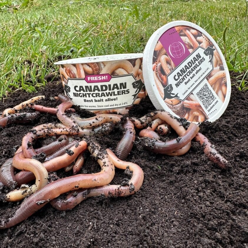 Er liggen dauwwormen op donkere grond voor een wit met roze bakje waar Canadian Nightcrawlers op staat.
