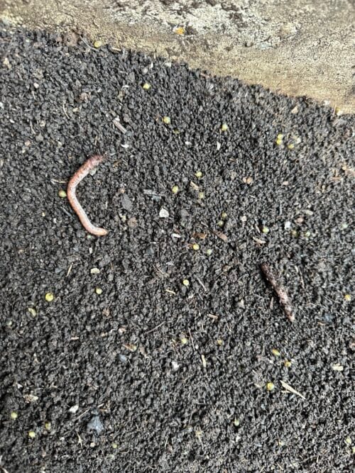 Vermicompost | Wormcompost | Wormhumus | in bigbag per m3 - Afbeelding 2