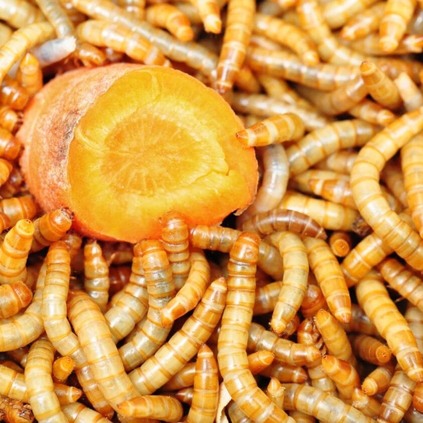 Meelwormen kruipen rondom een oranje wortel op een lichte ondergrond