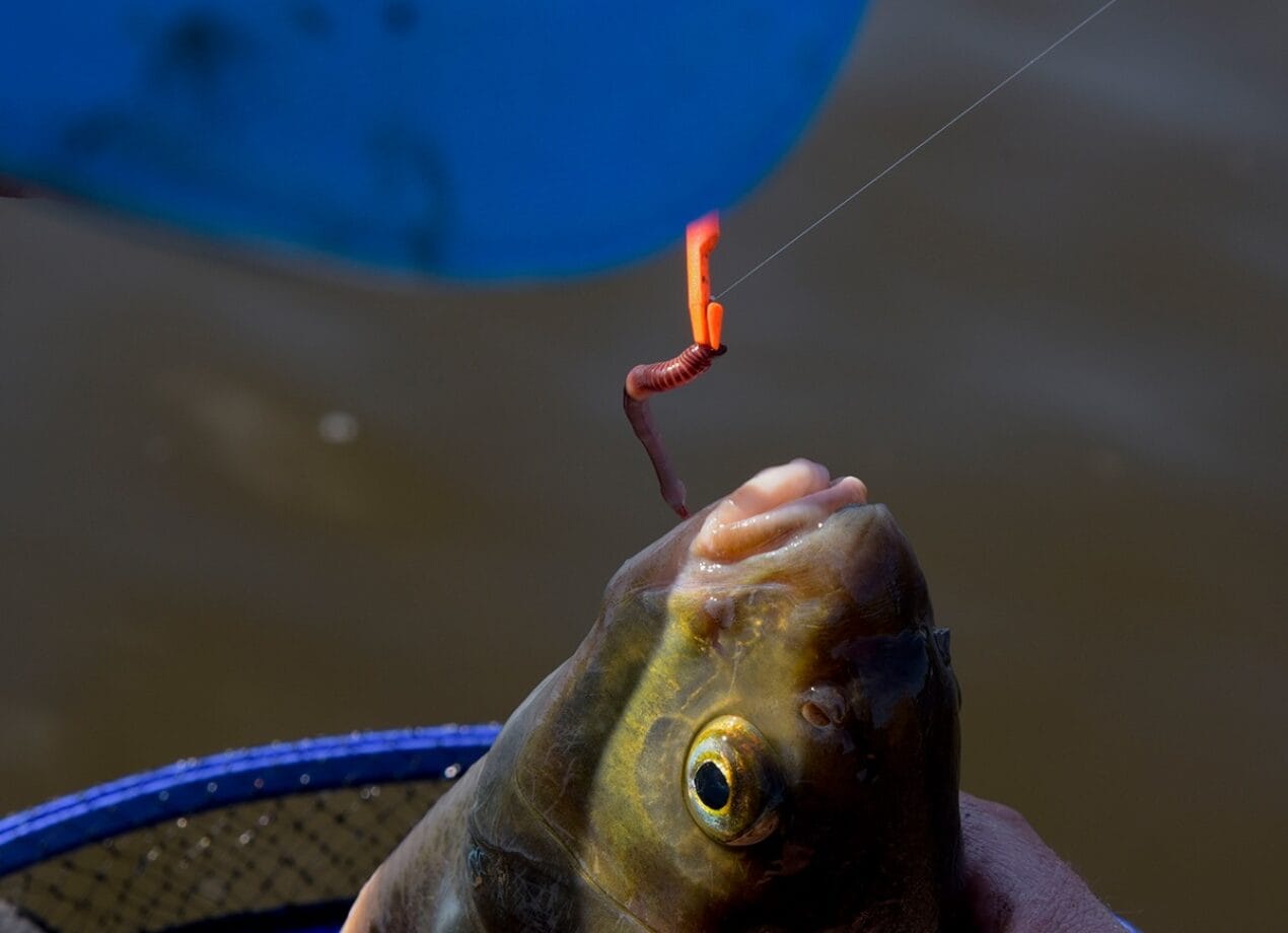Een brasem vlak na het onthaken; de worm met haak zit vast in een hakensteker die naast de bek van de vis hangt.
