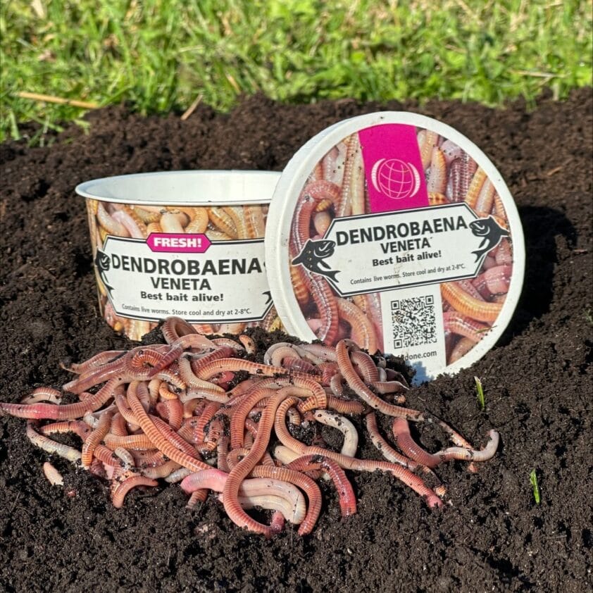 Een bakje met de tekst: "Dendrobaena Veneta" op zwarte turf. Voor het bakje liggen er meerdere viswormen op de grond.