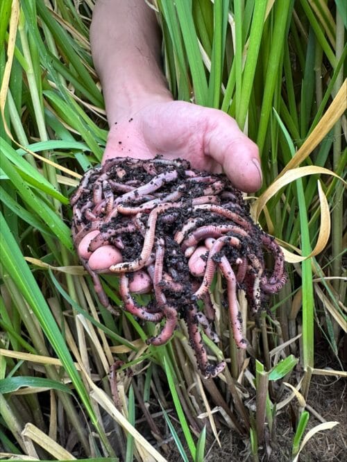 Een hand die meerdere wormen vasthoudt boven groene planten.