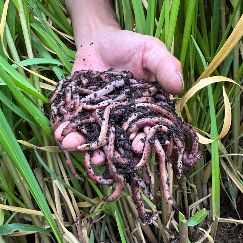Een hand die meerdere wormen vasthoudt boven groene planten.