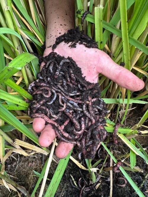 Een hand die wormen in verschillende afmetingen vasthoudt boven groene planten