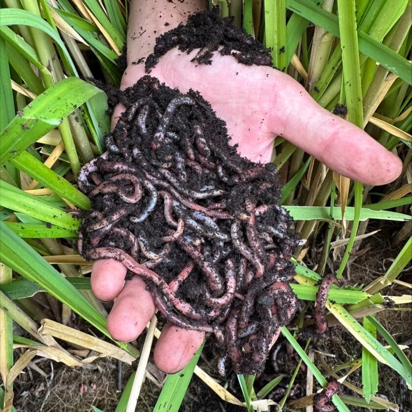 Een hand die wormen in verschillende afmetingen vasthoudt boven groene planten